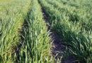 Počeo prijem zahtjeva za ostvarivanje podsticaja za sjetvu merkantilne pšenice