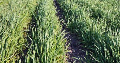 Počeo prijem zahtjeva za ostvarivanje podsticaja za sjetvu merkantilne pšenice