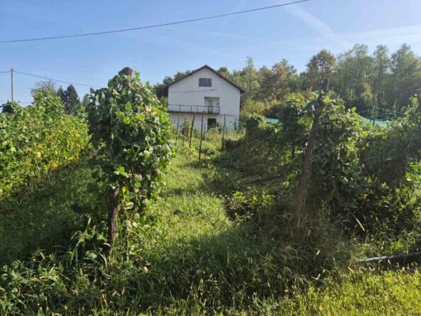 šteta krastavci 2