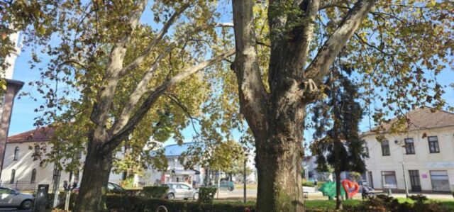 platani park 23 10 26 (17)