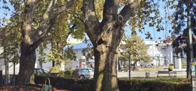 platani park 23 10 26 (22)