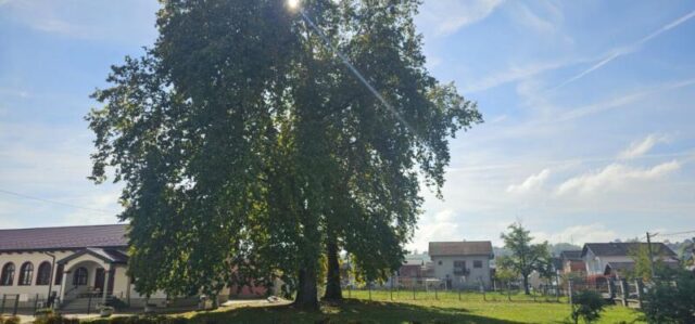 platani park 23 10 26 (24)