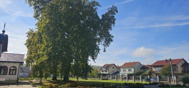 platani park 23 10 26 (26)