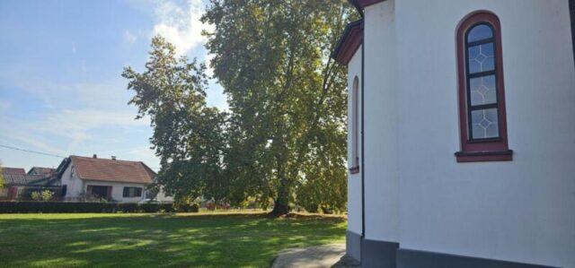 platani park 23 10 26 (28)