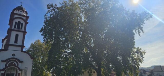 platani park 23 10 26 (3)