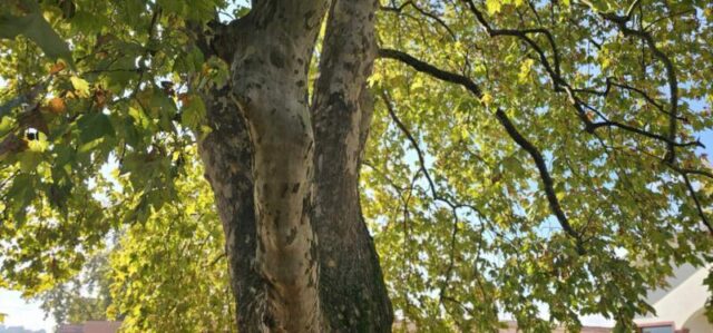 platani park 23 10 26 (32)