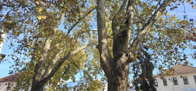 platani park 23 10 26 (4)